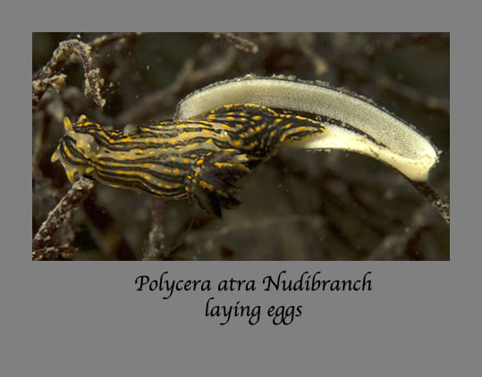 polycera atra nudibranch laying eggs